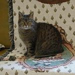 Profile Picture of Bruce Borregaard (@bruceborregaard) on Instagram