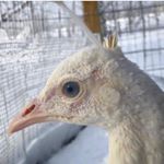 Profile Picture of Ivy Anthony (@my_fanciful_pets) on Instagram