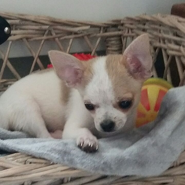 Profile Picture of DylanBogaert2007 (@dylanbogaert2007) on Tiktok