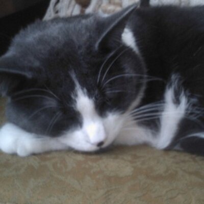 Profile Picture of Raymond Boyer (@rboyer87) on Twitter