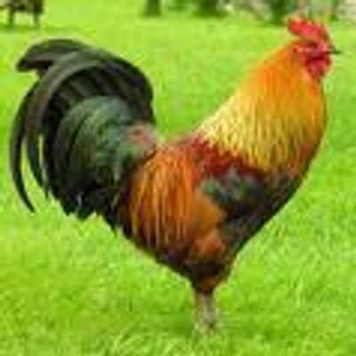 Profile Picture of William Vanderlinde (@@wingque) on Twitter