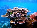 Profile Picture of Coral - Wikipediaon Wikipedia