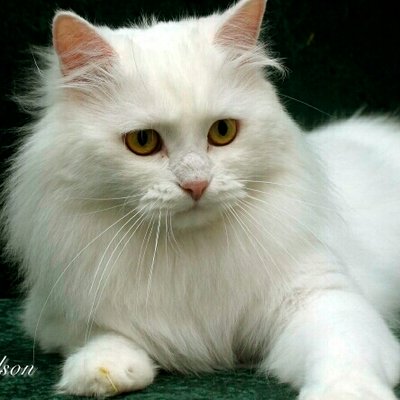 Profile Picture of Lynda Nelson (@BestSiberianCat) on Twitter