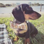Profile Picture of Piccolo Rose (pixie) (@piccolothesausage) on Instagram