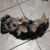 Profile Picture of Nick Dessent (@nickdessent5950) on Youtube