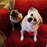 Profile Picture of Lily & Bailey (@lily_thesillypug) on Instagram