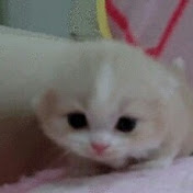 Profile Picture of Lori Campbell (@loricampbell1024) on Youtube