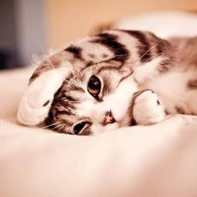 Profile Picture of Sandeep Adhikari Chhetri (@Sandeep81461617) on Twitter