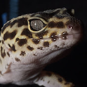 Profile Picture of Kyle Velez (@kylevelez9278) on Youtube