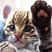 Profile Picture of Allison Mccandless (@allisonmccandless8368) on Youtube