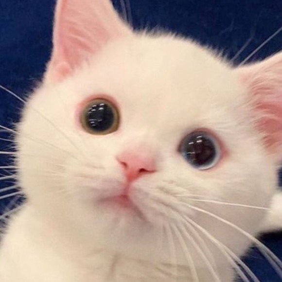 Chance Allen - Poshmark Profile Picture of Chance Allen (@hexkrew) on Poshmark