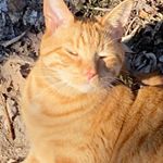 Profile Picture of Jason Heironimus-Bishop (@jasonisbabey) on Instagram