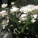 Profile Picture of gisela (@sternenglueck12) on Instagram