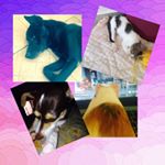 Profile Picture of Nikki🐶, Otto🐱, Bob🐹 Y Koko🐱 (@nikki_otto_bob_koko) on Instagram
