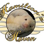 Profile Picture of Christy Hamilton (@hamiltons.ferret.haven) on Instagram