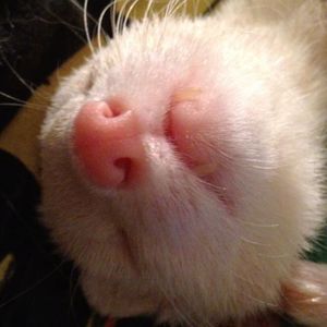 Profile Picture of Kimberly Yanes (@jokerferret) on Myspace