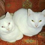 Profile Picture of Michelle Ramshaw (@m.ramshaw) on Instagram