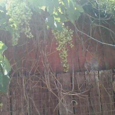 Profile Picture of Steve Labuan (@Stevewlabuan) on Twitter