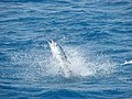 Profile Picture of Billfish in the Indian Oceanon Wikipedia