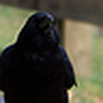 Profile Picture of Bobdole369 (@bobdole369) on Flickr