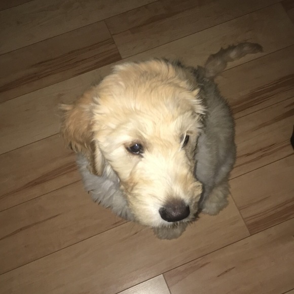 Profile Picture of Chris Finger (@spchrisf15) on Poshmark