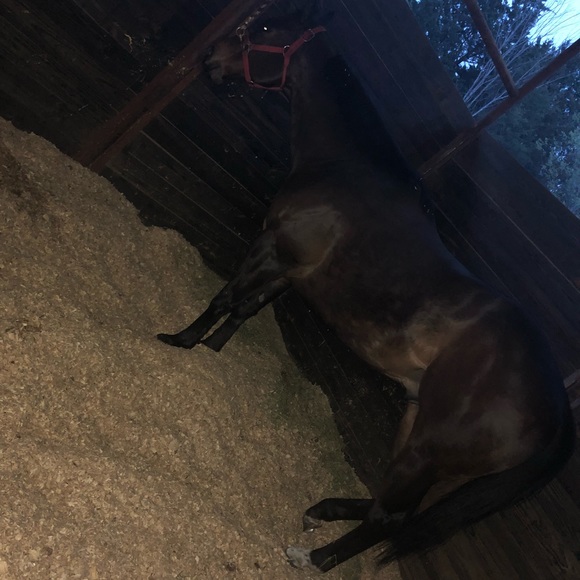 Profile Picture of Alex Olivas (@olivasa83) on Poshmark