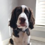 Profile Picture of Oliver🌟 The springer spaniel (@thelifeofoliverblue) on Instagram