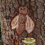 Profile Picture of Michael Göthe (@goethe.zeidlerbeute) on Instagram