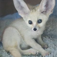 Profile Picture of FrostBiteTheFoox (@JonPea13) on Twitter