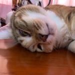 Profile Picture of Ellie Goh (@ellie_goh) on Instagram