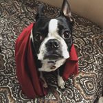 Profile Picture of Vincent Bertone (@yeahhuh) on Instagram