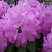 Profile Picture of Ann Simms (@annbsimms) on Pinterest