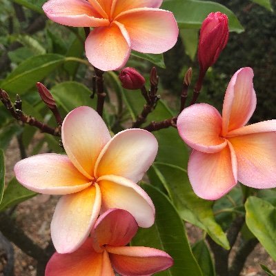 Profile Picture of Cheryl Hutton (@CherylHutton2) on Twitter