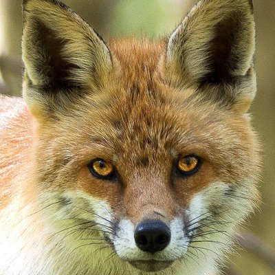 Profile Picture of Russ Dixon (@russdix) on Twitter