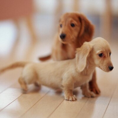 Profile Picture of Heidi Schneider (@heidischneider0) on Twitter