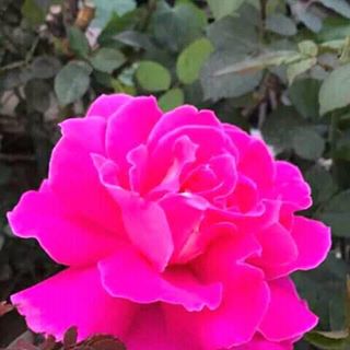 Profile Picture of Nusrat Kamal (@nusrat.kamal.35513) on Facebook