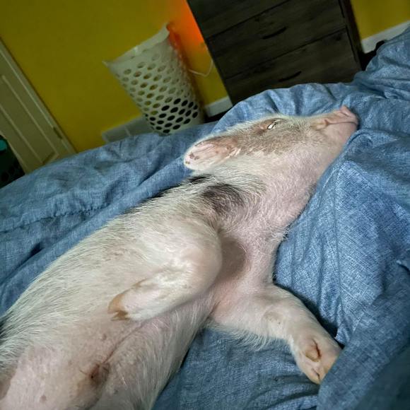 Profile Picture of Samantha Vanloon (@s_vanloon) on Poshmark