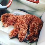 Profile Picture of David Lesmana (@dvdles) on Instagram