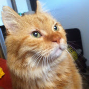 Profile Picture of Alex Reznik (@alexr363) on Youtube