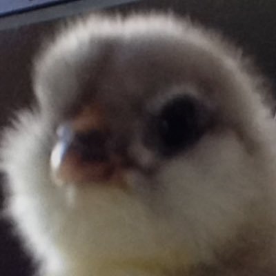 Profile Picture of MINING SEAN (@SeanMrMiner) on Twitter