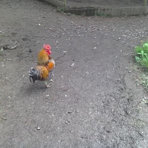 Profile Picture of Tom Denyer (@tomdenyer02) on Twitter