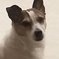 Profile Picture of Mike Valente (@mike-valente-11) on Quora