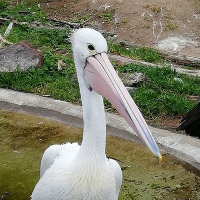 Profile Photo of Bird (@holly_nats) on Twitter