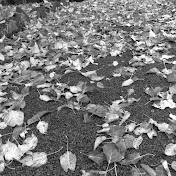 Profile Picture of Jagoda Paul (@jagodapaul215) on Youtube