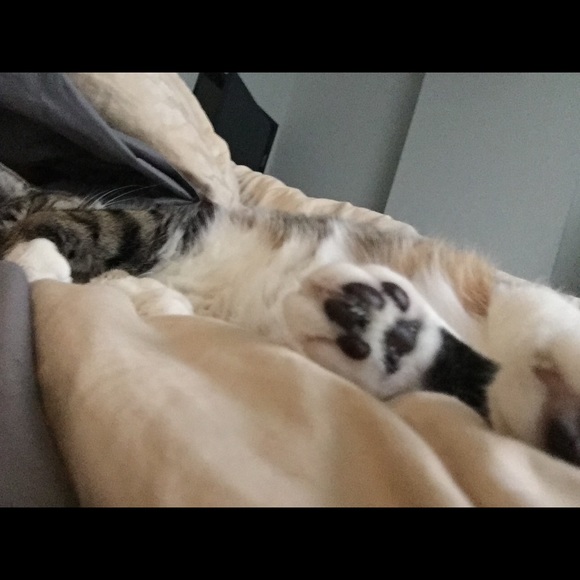 Profile Picture of Xiaobei Zhang (@wukonggirl) on Poshmark