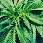 Profile Picture of Shon James (@shonj_420) on Instagram