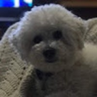 Profile Picture of Carolyn Chiego (@carolyn-chiego) on Quora