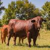 Profile Picture of Kevin Cate (@@cateranchbeefmasters) on Tiktok