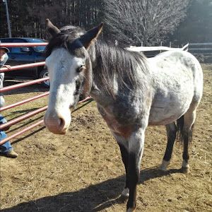 Amanda Koboski - Tiktok Profile Picture of Amanda Koboski (@amandakoboski) on Tiktok