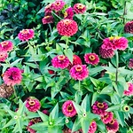 Profile Picture of Alex Reynoso (@alexanderreynoso691) on Flickr